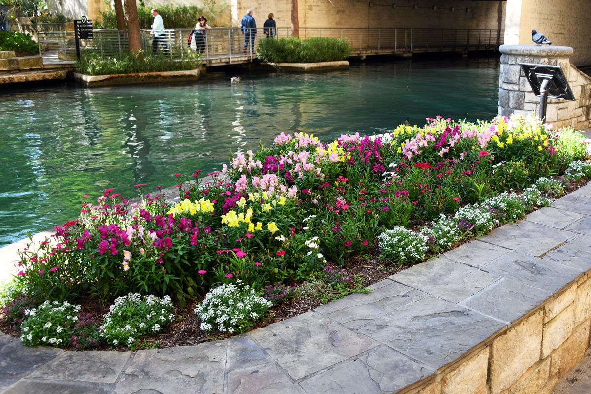 078 Floral beauty on the San Antonio Riverwalk.JPG